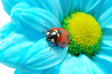 ladybug
