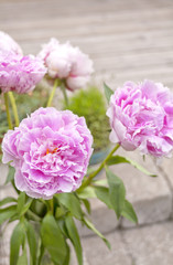 Obraz premium Peony bunch