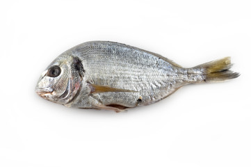 Orata Pesce -Fish