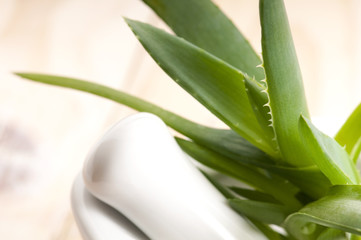 Aloe vera - herbal medicine