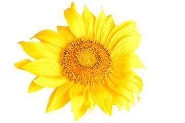 Macro of sunflower head isolated on white background