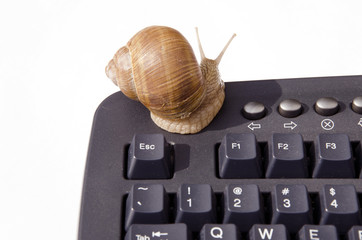 snail on computer keyboard