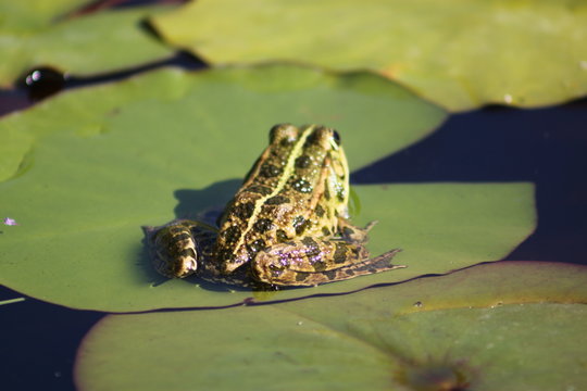 grenouille