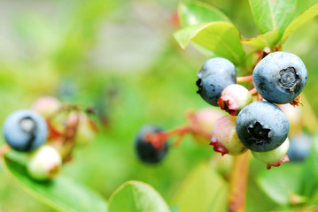 ブルーベリー