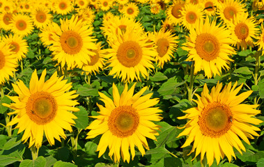 Obraz premium Sonnenblume