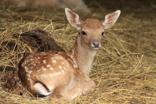 2 242 Best Faon Images Stock Photos Vectors Adobe Stock