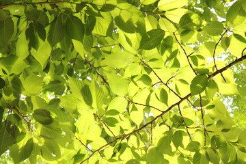 Fototapeta na wymiar Cherry Tree liście