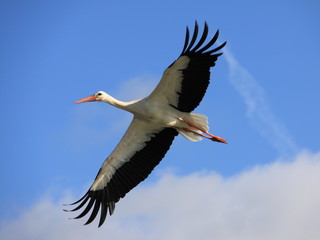 Cigogne