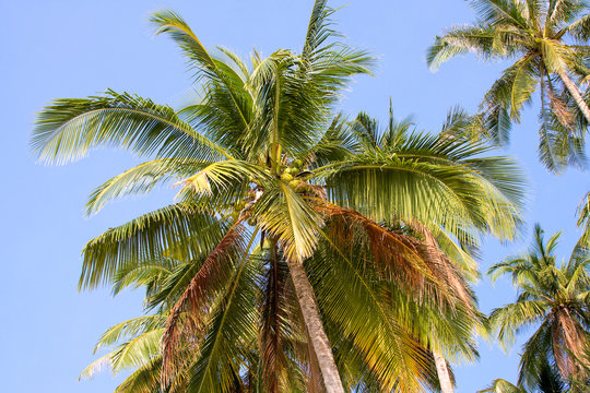 close up of coconut palm tree