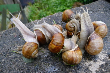 Agile Weinbergschnecken