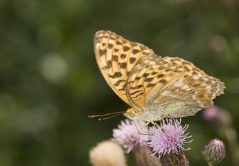 Argynnis paphia