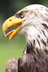 aigle a tete blanche