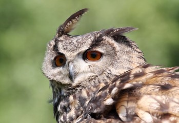 hibou