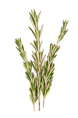 Rosemary branch on white background