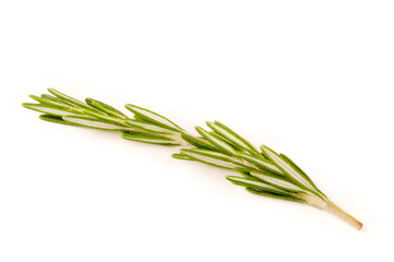 Fototapeta premium Rosemary branch