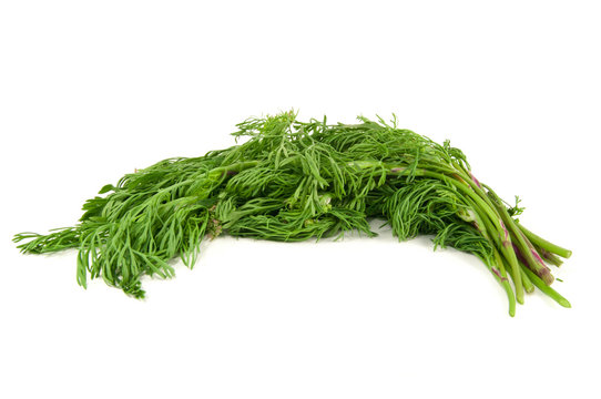 Coriander or cilantro
