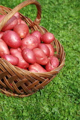 Kartoffelernte Erntehelfer Kartoffelsorte