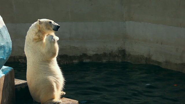 Polar Bear Ice Cream begging for zoo visitors