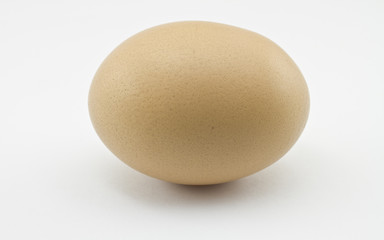 Chicken Egg