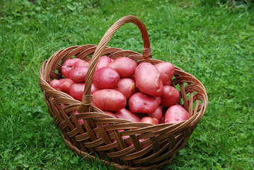 Kartoffelernte Erntehelfer Kartoffelsorte