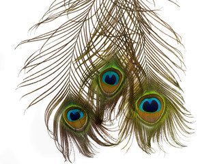 Obraz premium Feathers of peacock