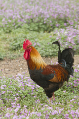 Gallo en el campo