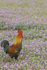 Gallo en el campo