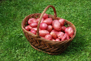 Kartoffelernte Erntehelfer Kartoffelsorte