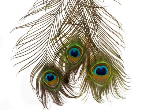 Fototapeta Feathers of  peacock