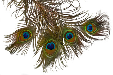 isolated feathers of  peacock