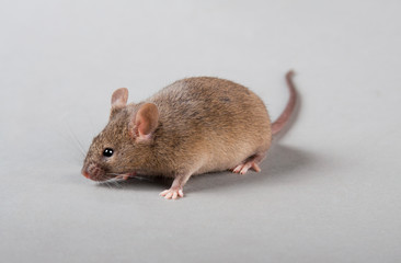 laboratory mouse