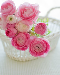 ピンクのラナンキュラス２