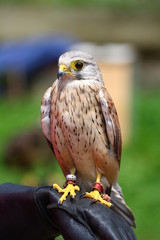 Falcon