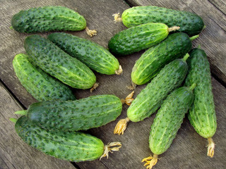 fresh cropped cucumbers