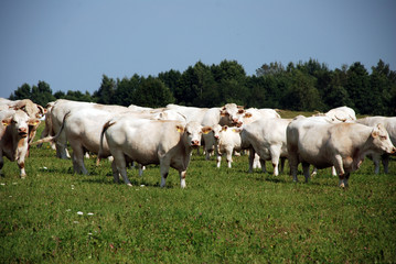 Fototapeta na wymiar White cows on the field