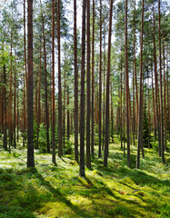 Fototapeta premium Sunlight in the forest.