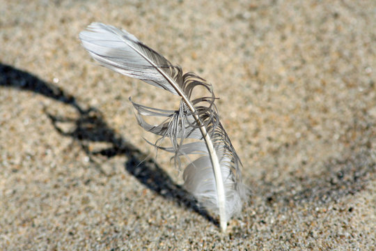 seagull feather in the sand