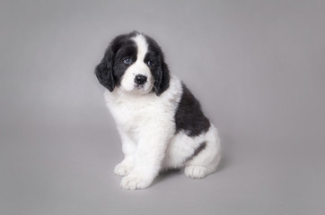 Little Landseer puppy portrait