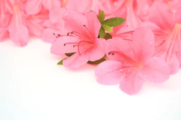 Deurstickers Azalea Satsuki-bloem