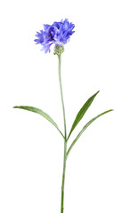 Cornflower, Cyanus segetum isolated on white background