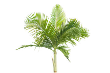 Fototapeta premium Palm tree isolated on white background