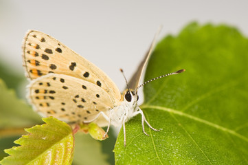 Lycaena tityrus