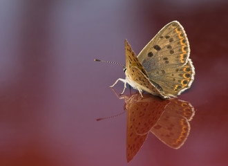 Lycaena tityrus