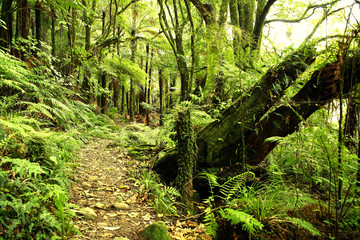 Fototapeta premium Jungle