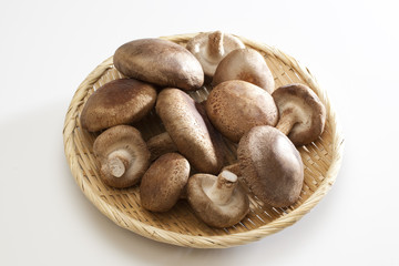 生シイタケ