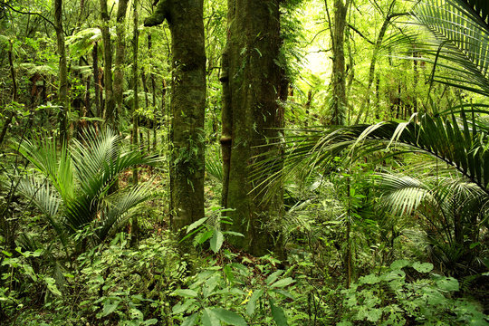Fototapeta Jungle