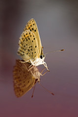 Lycaena tityrus