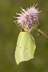 Gonepteryx rhamni