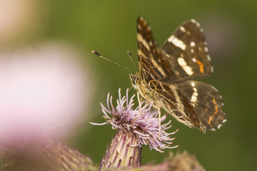 Araschnia levana
