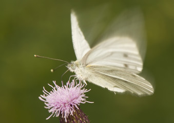 Pieris napi
